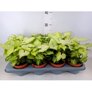 Syngonium  'White Butterfly'