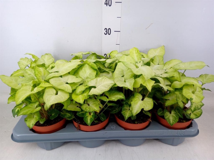 <h4>Syngonium  'White Butterfly'</h4>