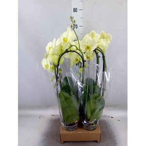 Phalaenopsis  'Elegant Cascade'