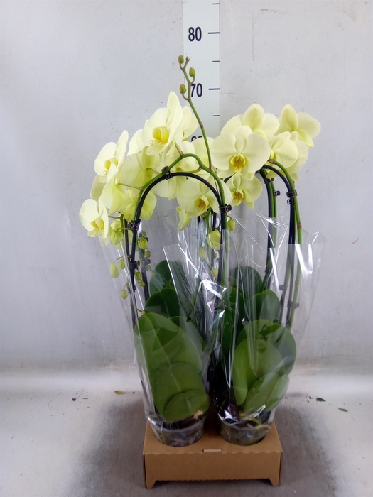 <h4>Phalaenopsis  'Elegant Cascade'</h4>