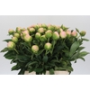 Paeonia Miss America