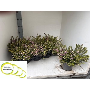 Eric Da Darley Dale P12