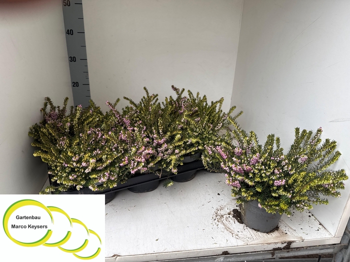 <h4>Eric Da Darley Dale P12</h4>