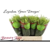 Lepidium Green Dragon
