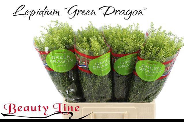 Lepidium Green Dragon