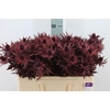 Eryngium Klb Bordeaux X40