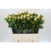 Paeonia Colonel Owen Cousins