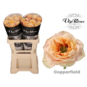 R GR COPPERF SUMMERH x 20