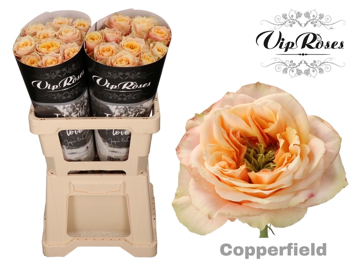 R GR COPPERF SUMMERH x 20