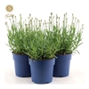 Lavandula angustifolia Felice Light