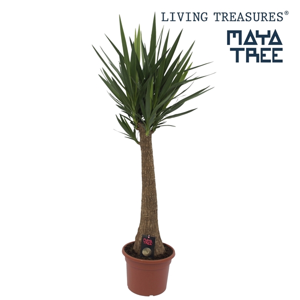 <h4>Yucca "Maya Tree" 90 stam P33</h4>