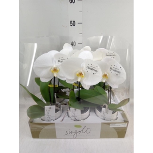 Phalaenopsis   ...white