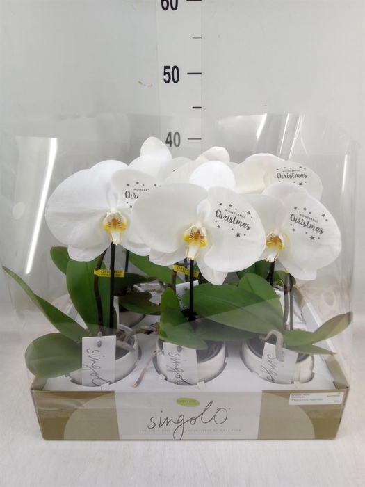 <h4>Phalaenopsis   ...white</h4>