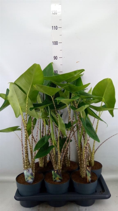 <h4>Alocasia zebrina</h4>