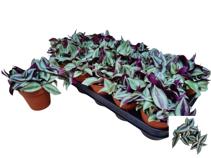 <h4>TRAD ZEBRINA</h4>