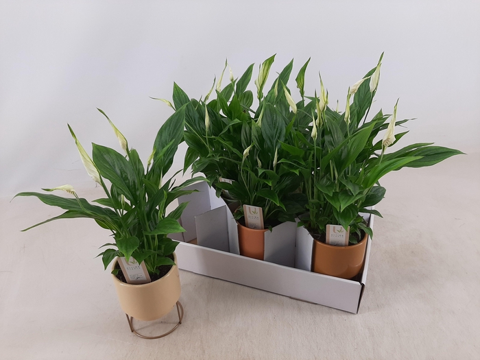 <h4>SPATH CHOPIN</h4>