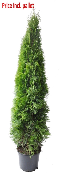 <h4>Thuja occ. Smaragd, plantmaat 160-180 cm - Rondgestoken - PALLET</h4>