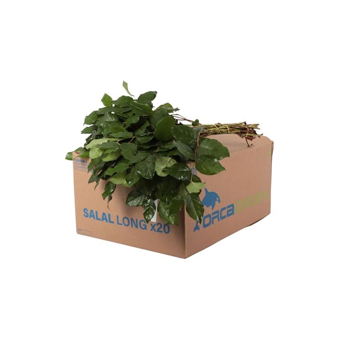 <h4>SALAL EXTRA</h4>