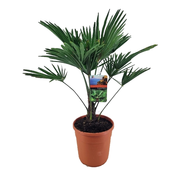 <h4>Trachycarpus wagnerianus</h4>