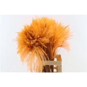 Dried Stipa Feather Orange P Stem