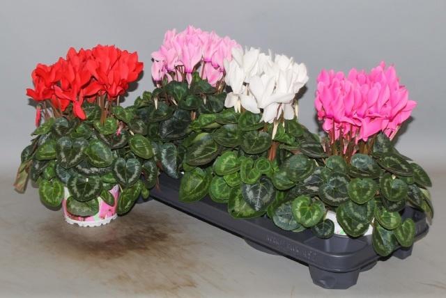 <h4>CYCL GR SUP XL</h4>