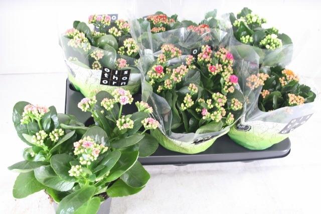 <h4>KAL GE GEM 5 KL</h4>