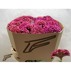 Celosia C Lavly