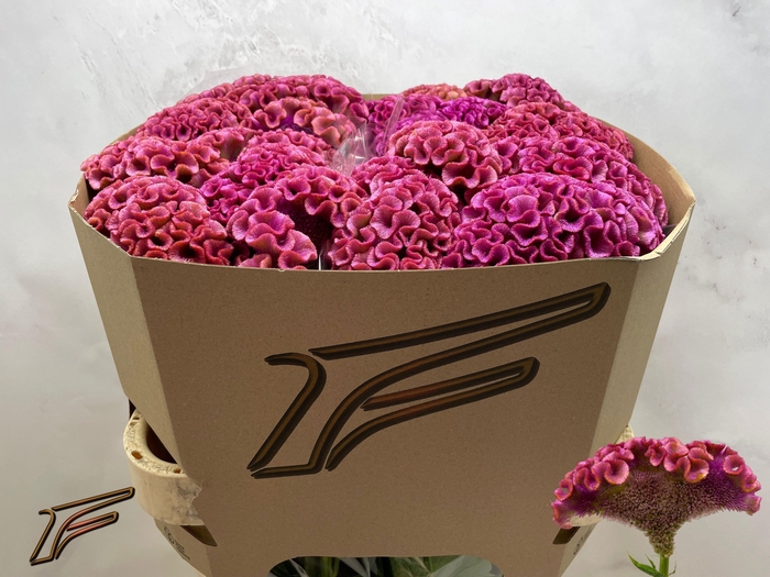 <h4>Celosia C Lavly</h4>
