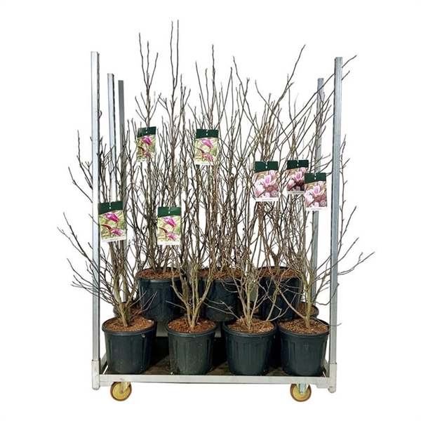 <h4>Magnolia Gemengd</h4>