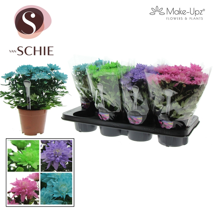 <h4>Ch Grandezza Make-Upz® UNO Mix I</h4>