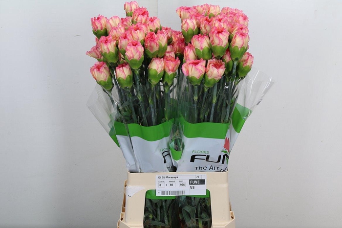 <h4>Di St Maracuya</h4>