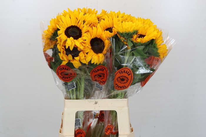 <h4>Helianthus Orange Fire</h4>