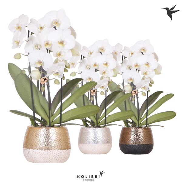 <h4>Kolibri Orchids Cascade Niagara fall 3 spike white in Elite mix</h4>