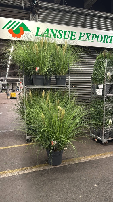 <h4>CORTADERIA SEL. PUMILA P40</h4>