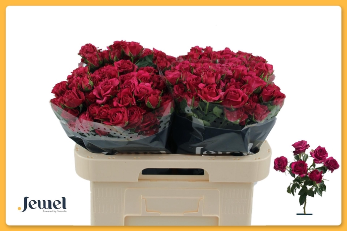 <h4>R TR CHEYENNE</h4>