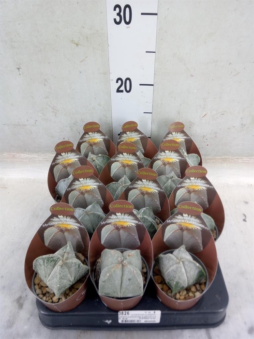 <h4>Cactus   ...</h4>