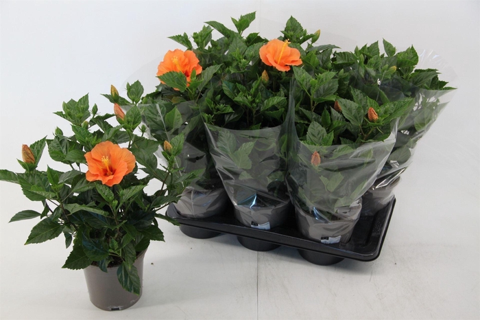 <h4>Hibiscus rosa-sin. 'Bombay'</h4>