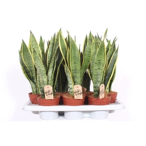 Sansevieria trifa. 'Laurentii'