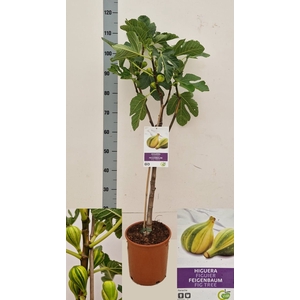 FICUS CARICA