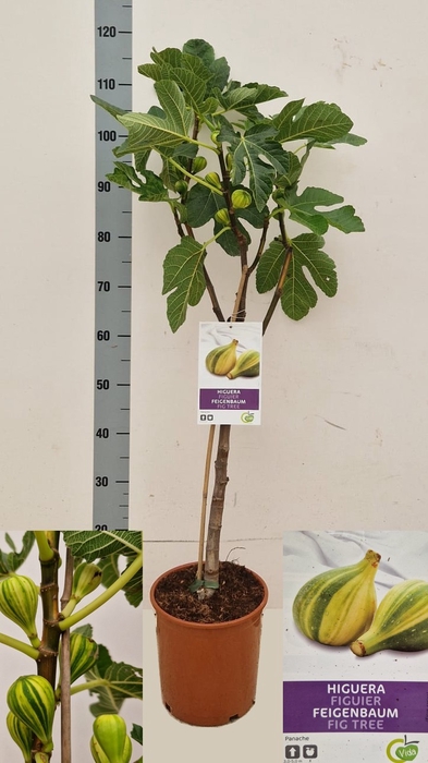 <h4>FICUS CARICA</h4>