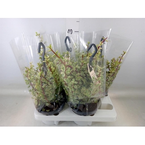 Portulacaria afra 'Variegata'