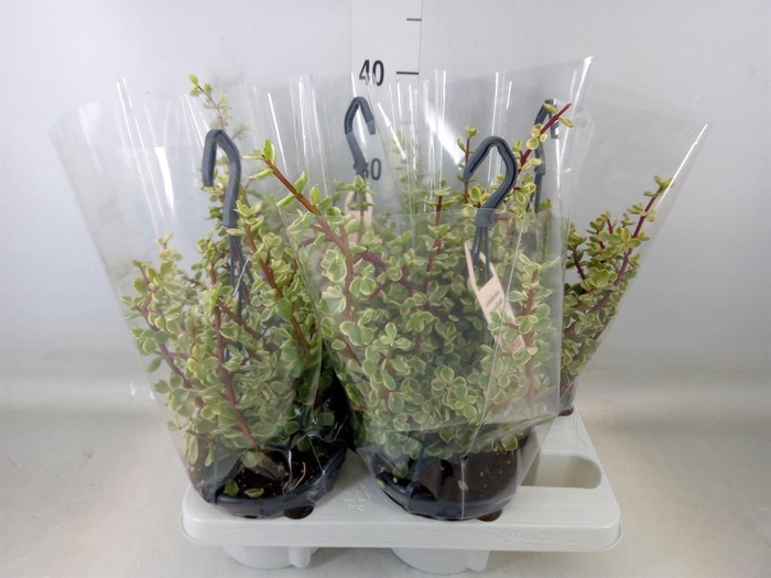 <h4>Portulacaria afra 'Variegata'</h4>