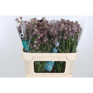 Astrantia Star Of Africa