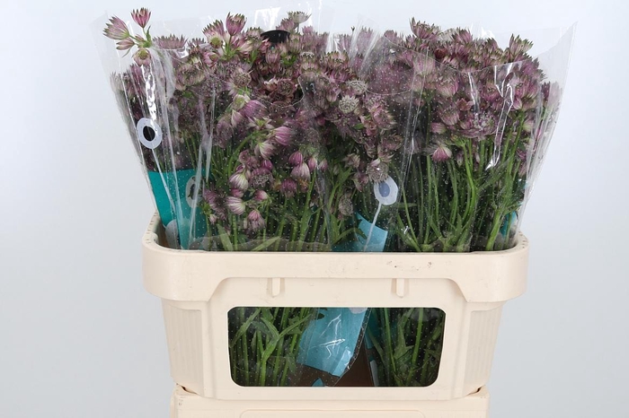 <h4>Astrantia Star Of Africa</h4>