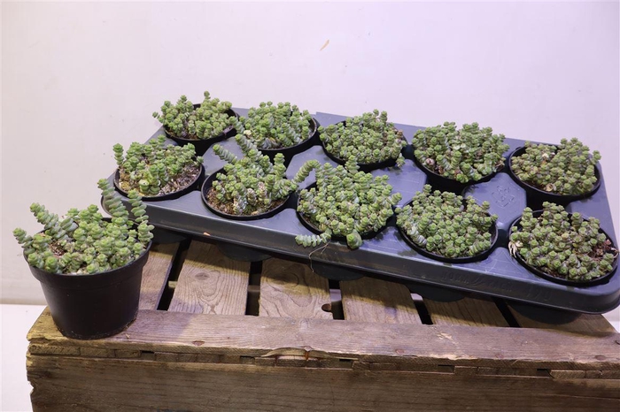 <h4>Crass Marnieriana</h4>