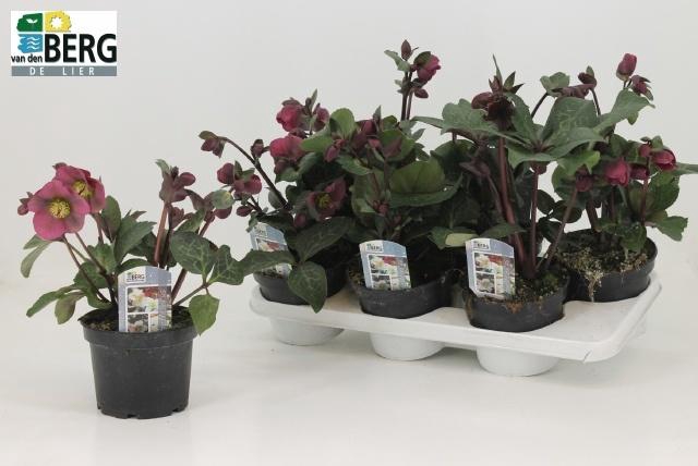 <h4>HELL FRK ANNAS RED</h4>