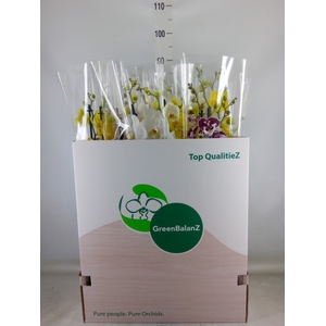 Phalaenopsis   ...mix