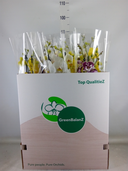 <h4>Phalaenopsis   ...mix</h4>