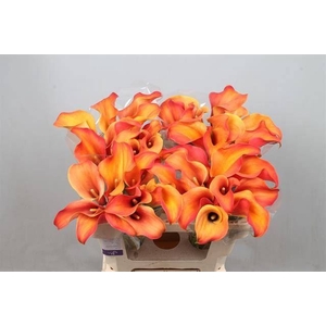 Calla Callista