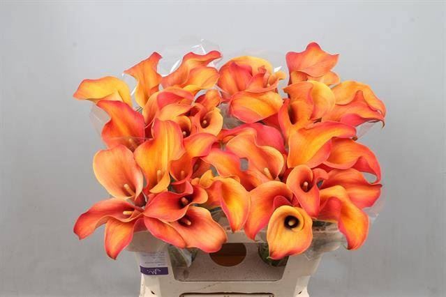 <h4>Calla Callista</h4>